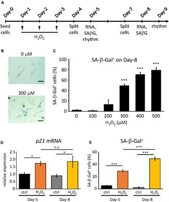 Cellular Senescence Triggers Altered Circadian Clocks With a Prolonged Period and Delayed Phases